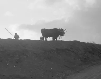 Paisagem agrícola na década de 1920. Imagem do Arquivo Municipal de Lisboa.