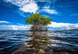 Capa Biodiversidade MCE 2022