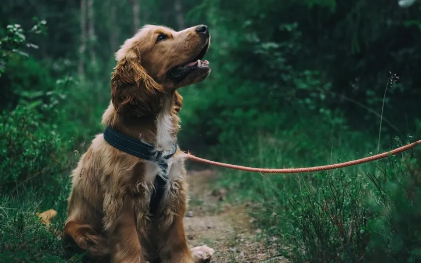Precisamos de mais reforço positivo na forma como interagimos com os nossos animais