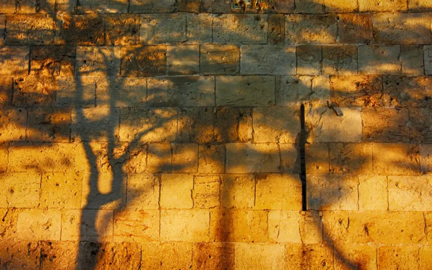 Imagem do muro das lamentações, em Jerusalém, onde estão projetadas as sombras de duas árvores