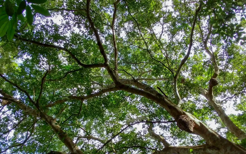 Imagem de uma floresta em Portugal