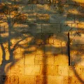 Imagem do muro das lamentações, em Jerusalém, onde estão projetadas as sombras de duas árvores