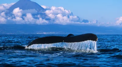 Imagem da cauda de uma baleia de bossas, tendo ao fundo a ilha do Pico, nos Açores. Crédito: Luís Quinta.