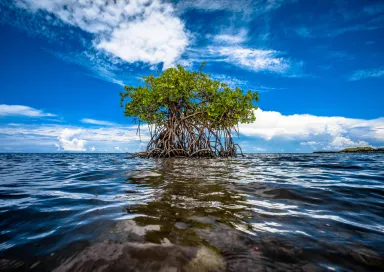 Capa Biodiversidade MCE 2022