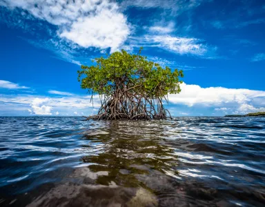 Capa Biodiversidade MCE 2022