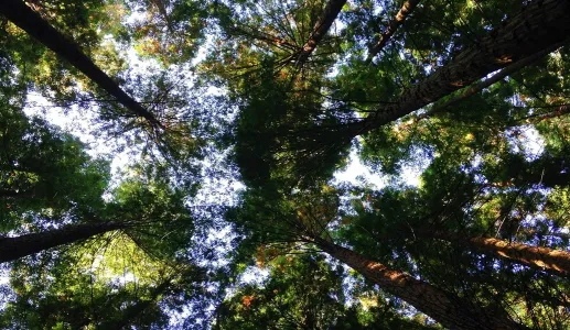 Mais do que uma crise ambiental, vivemos um estado de transição a que nos deveríamos habituar