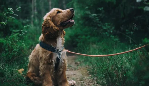 Precisamos de mais reforço positivo na forma como interagimos com os nossos animais