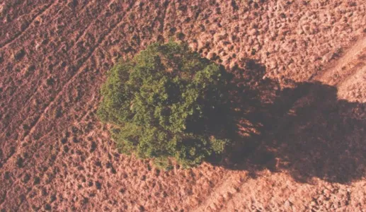 Num mundo mais quente, a palavra de ordem é adaptação