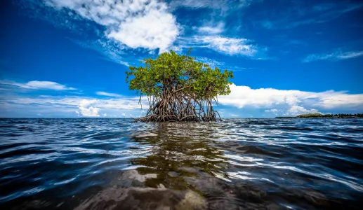 Capa Biodiversidade MCE 2022