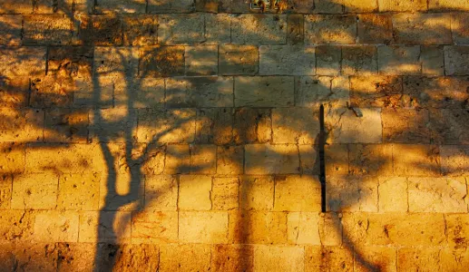 Imagem do muro das lamentações, em Jerusalém, onde estão projetadas as sombras de duas árvores