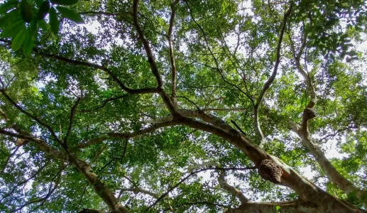 Imagem de uma floresta em Portugal