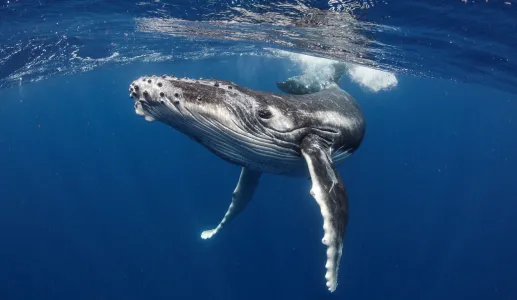 Imagem de uma baleia em alto mar. Crédito: Shasin Satuei/Canva