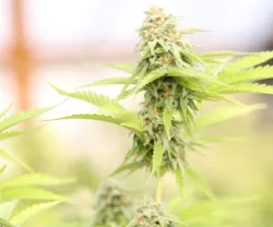 5 Leituras #45: A legalização da canábis no pós-verdade