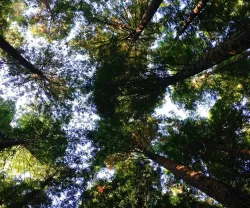 Mais do que uma crise ambiental, vivemos um estado de transição a que nos deveríamos habituar