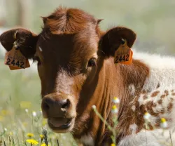 Opinião GPS #6 - Breve reflexão sobre domesticação animal