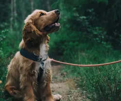 Precisamos de mais reforço positivo na forma como interagimos com os nossos animais