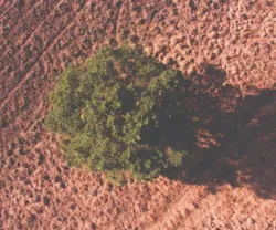 Num mundo mais quente, a palavra de ordem é adaptação