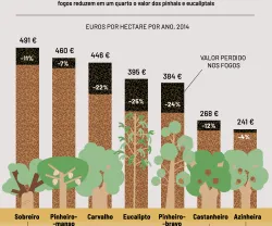 Quanto vale a floresta