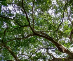 Imagem de uma floresta em Portugal